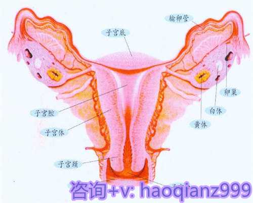 2026年河北供卵试管助孕医院权威排名及现状解析